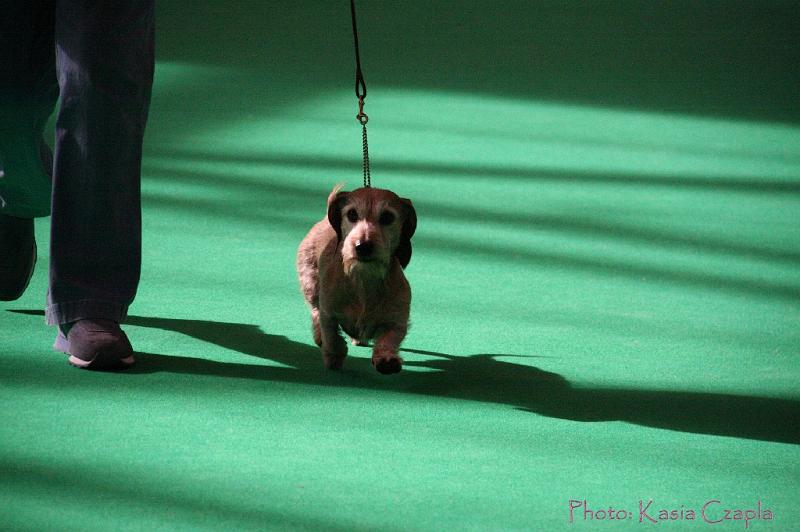 Crufts2011_2 755.jpg